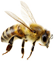 Latająca pszczoła