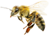 pszczoła z pasieki